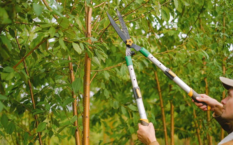 Tree trimming in Logan, WV