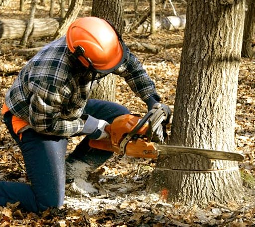 Tree Removal in Logan, WV